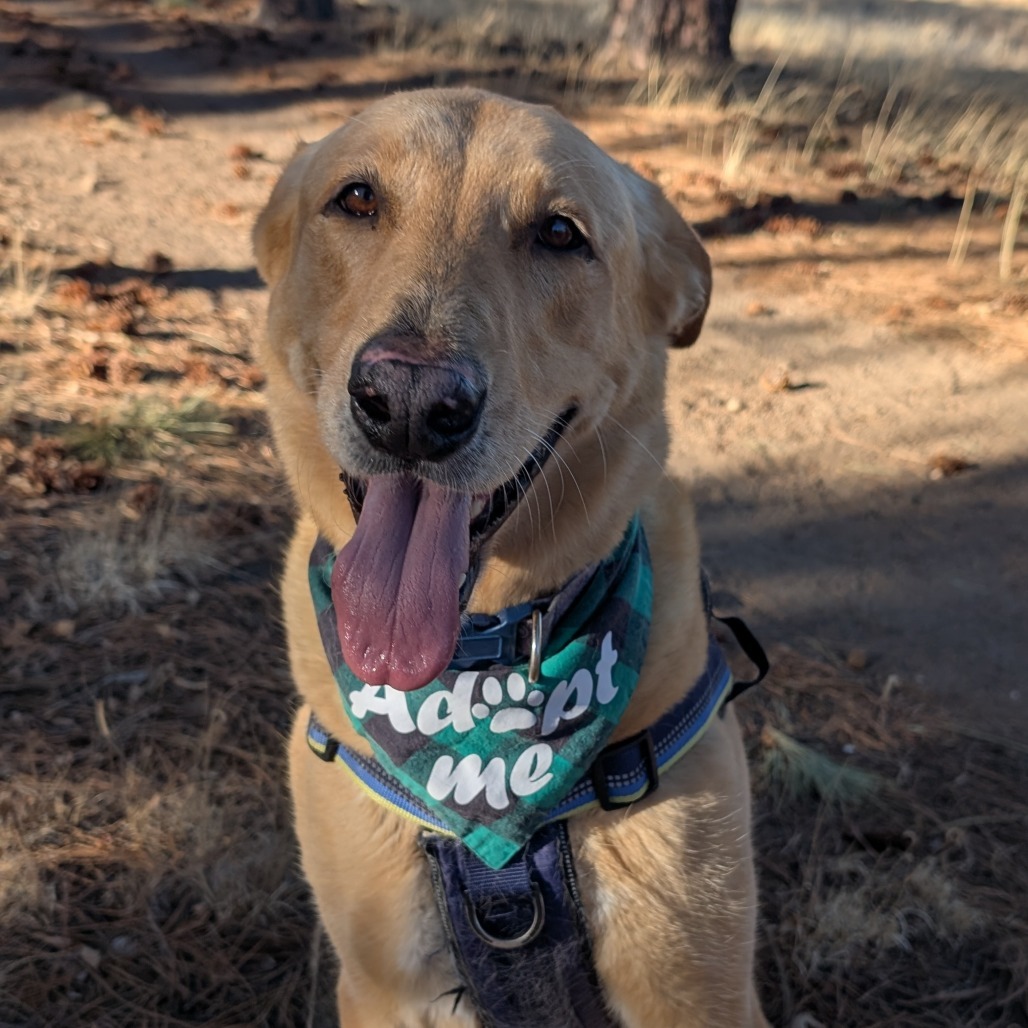 Lilly - Gentle & Sweet, Dog Friendly! Adopt $0