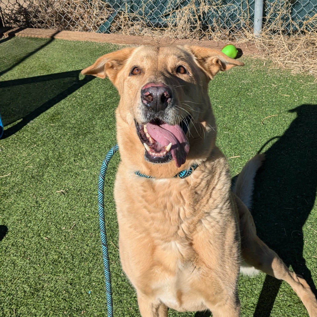 Lilly - Gentle & Sweet, Dog Friendly! Adopt $0