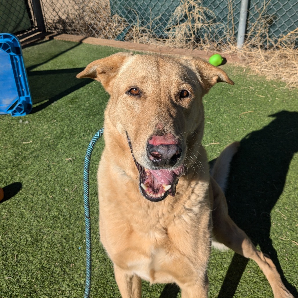Lilly - Gentle & Sweet, Dog Friendly! Adopt $0