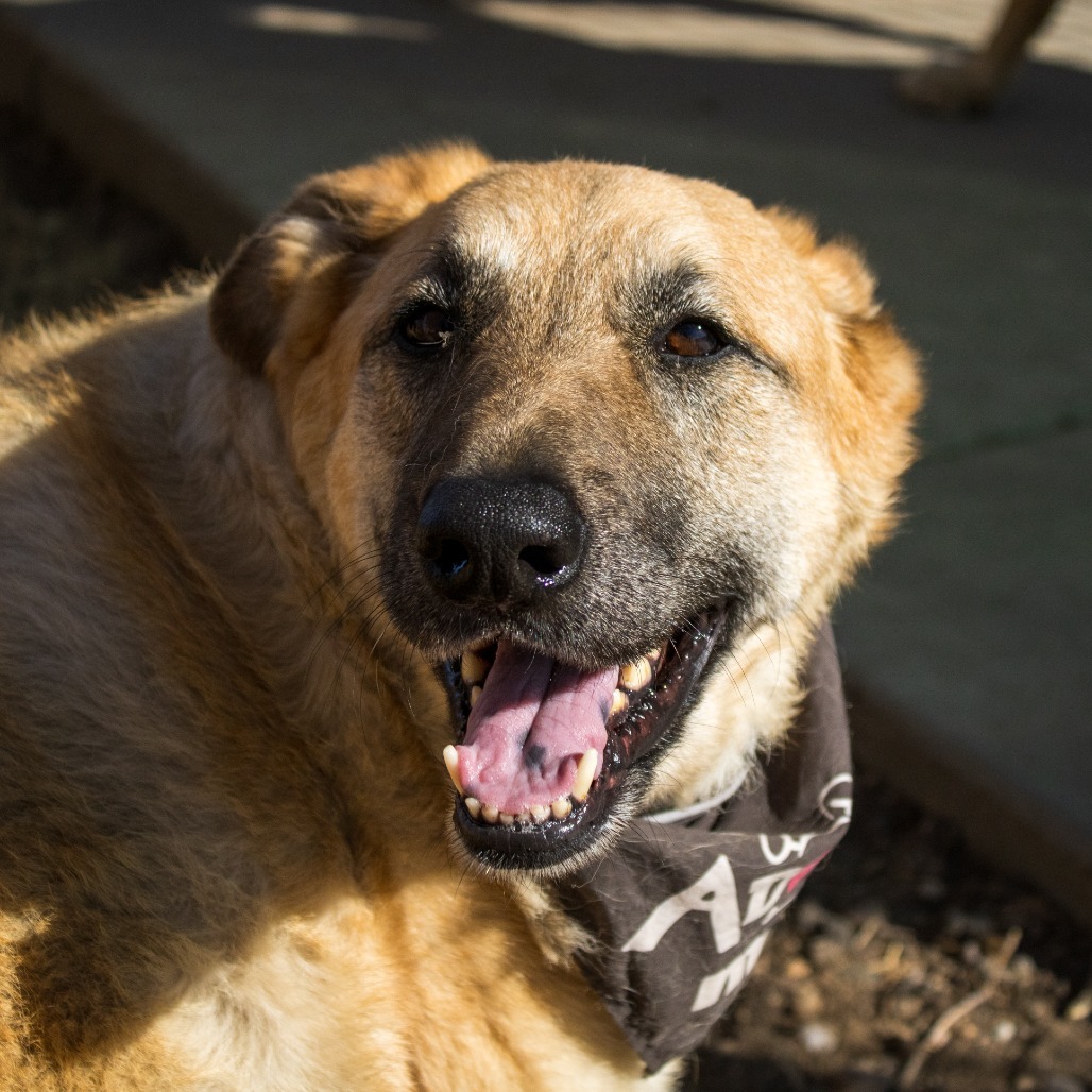 Iris - Gentle & Loving, Dog Friendly! Adopt $0