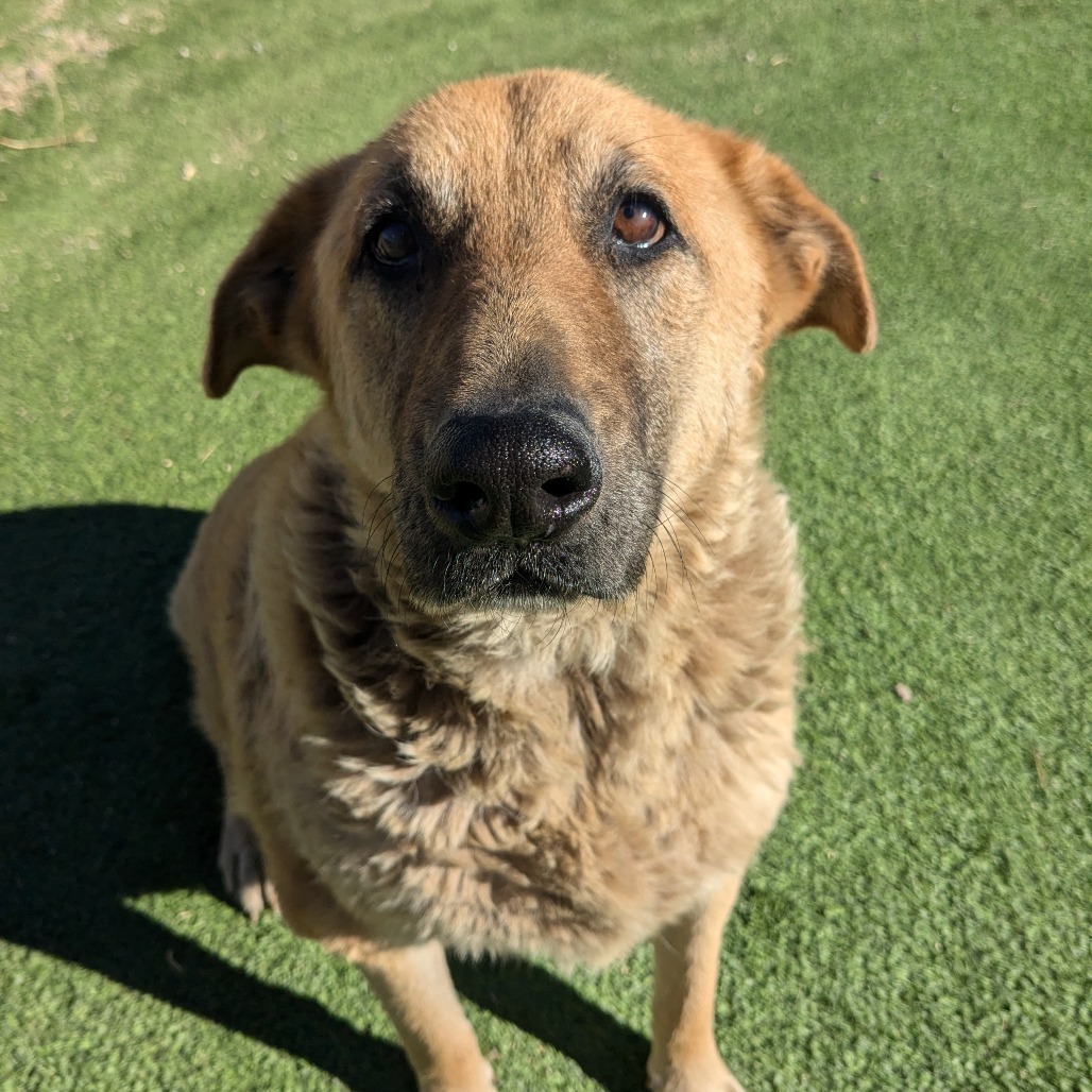 Iris - Gentle & Loving, Dog Friendly! Adopt $0