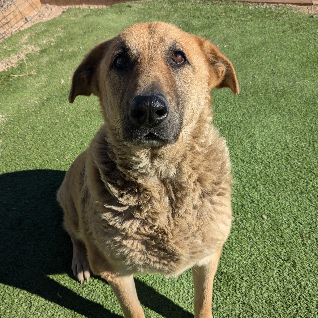 Iris - Gentle & Loving, Dog Friendly! Adopt $0