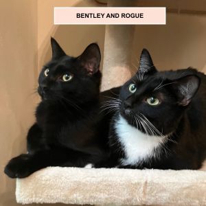 Bentley Fersch (best friends with Rogue), Young Male unknown