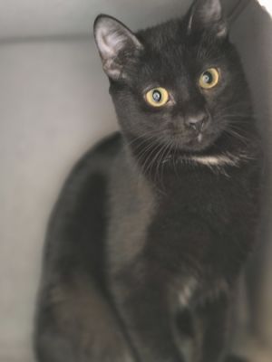 Sunshine, Young Female Domestic Short Hair