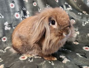 Rabbits for Adoption Near Philadelphia PA Petfinder