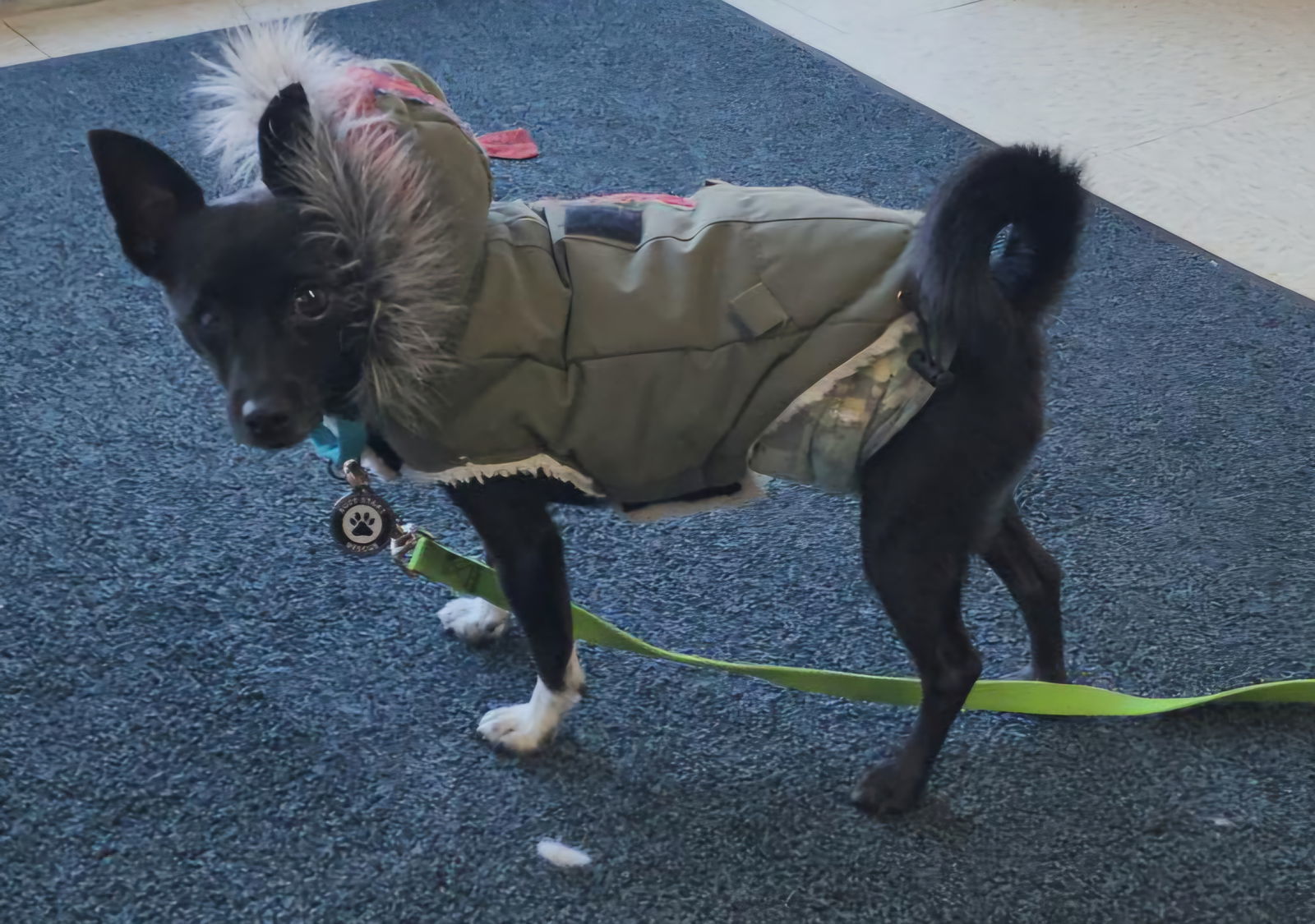 Meatballs, an adoptable Schipperke, Chihuahua in Princeton, MN, 55371 | Photo Image 1