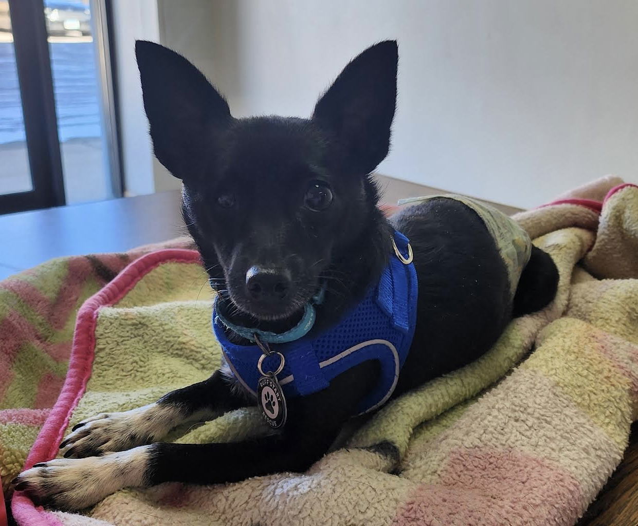 Meatballs, an adoptable Schipperke, Chihuahua in Princeton, MN, 55371 | Photo Image 2