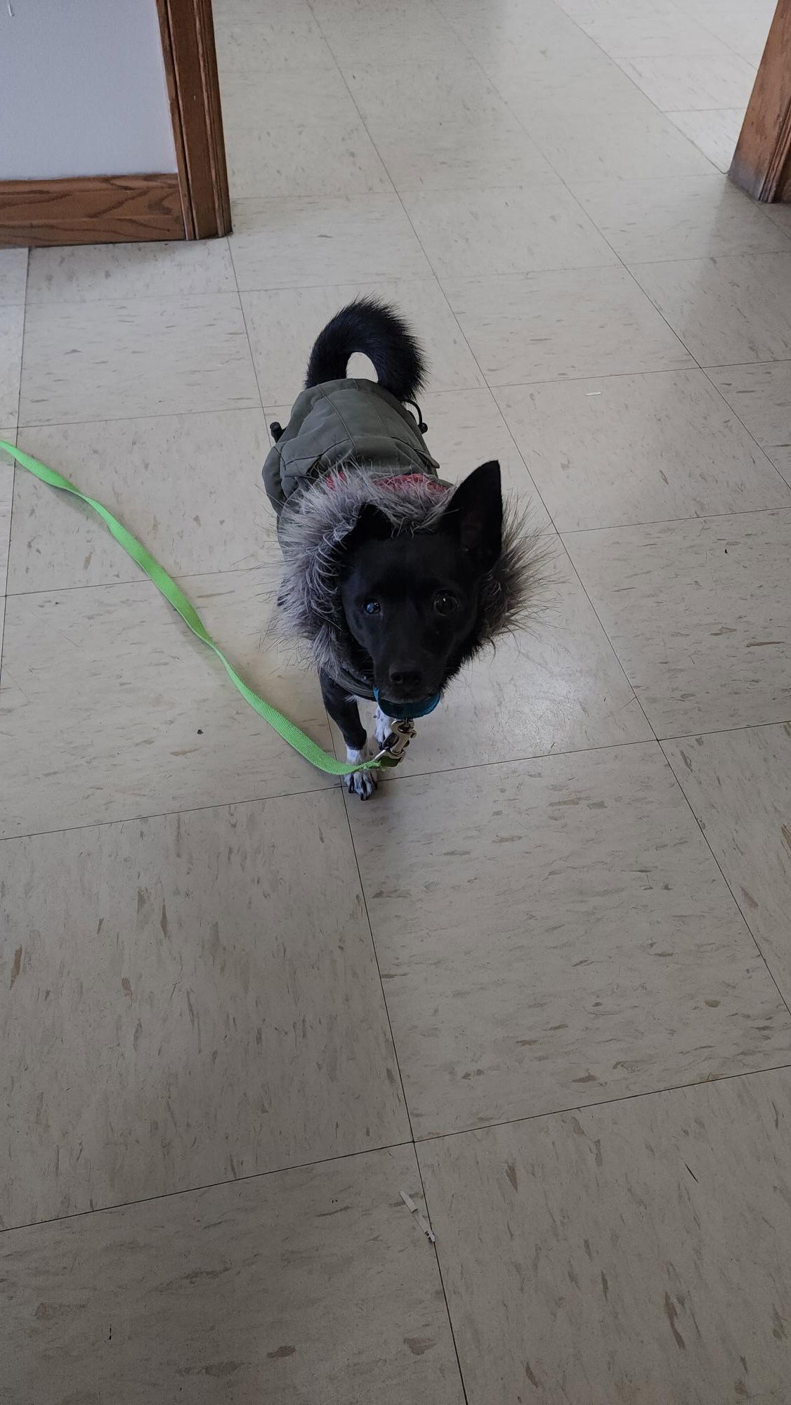 Meatballs, an adoptable Schipperke, Chihuahua in Princeton, MN, 55371 | Photo Image 3