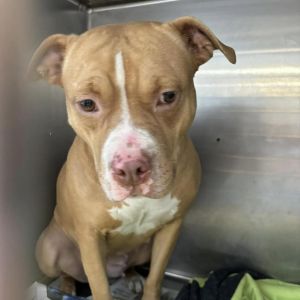 Baby, Adult Female Pit Bull Terrier