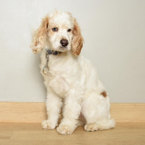 Austin D17191, an adoptable Cockapoo in Minnetonka, MN, 55345 | Photo Image 1