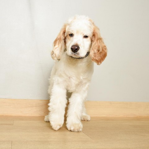 Austin D17191, an adoptable Cockapoo in Minnetonka, MN, 55345 | Photo Image 2