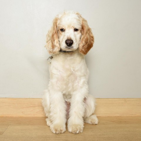 Austin D17191, an adoptable Cockapoo in Minnetonka, MN, 55345 | Photo Image 3