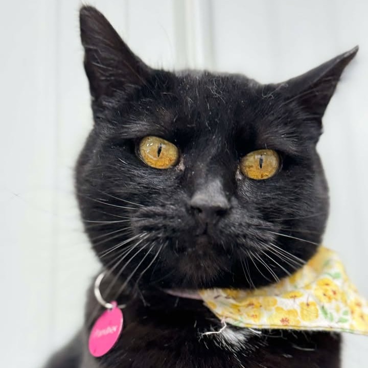 Panther, an adoptable Domestic Short Hair in Buffalo, WY, 82834 | Photo Image 1