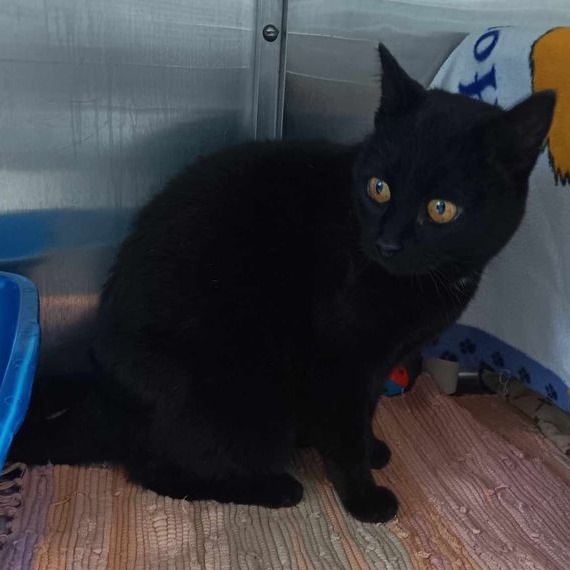 Panther, an adoptable Domestic Short Hair in Buffalo, WY, 82834 | Photo Image 2