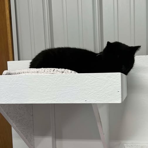 Panther, an adoptable Domestic Short Hair in Buffalo, WY, 82834 | Photo Image 4