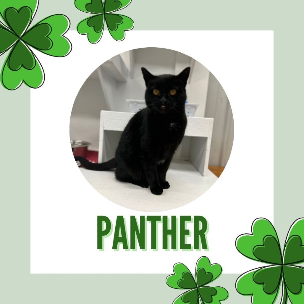 Panther, an adoptable Domestic Short Hair in Buffalo, WY, 82834 | Photo Image 5