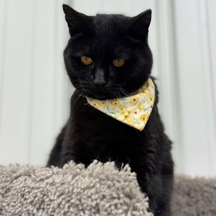 Panther, an adoptable Domestic Short Hair in Buffalo, WY, 82834 | Photo Image 6