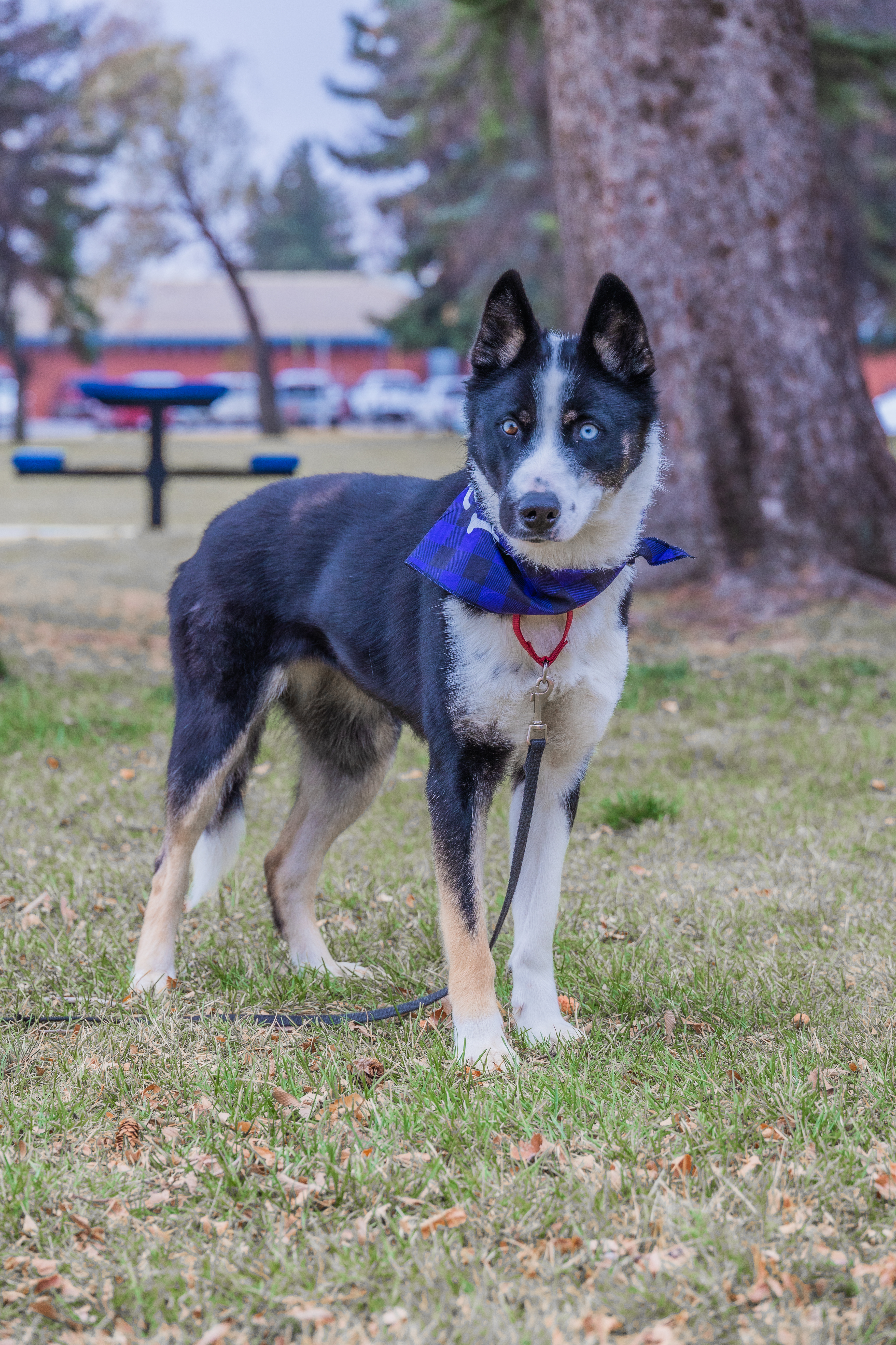 Journey, an adoptable Border Collie in Calgary, AB, T3H 2S8 | Photo Image 1