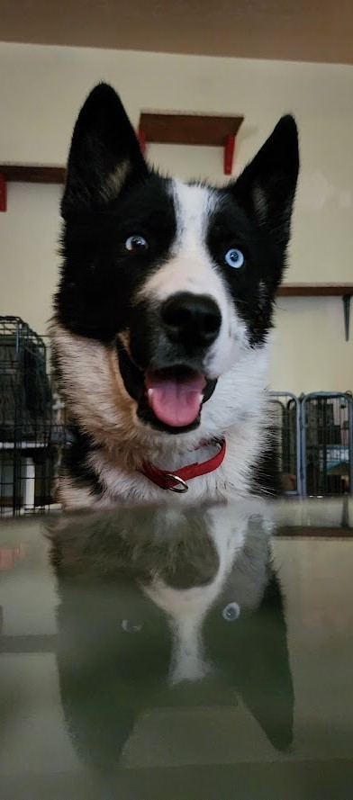 Journey, an adoptable Border Collie in Calgary, AB, T3H 2S8 | Photo Image 2