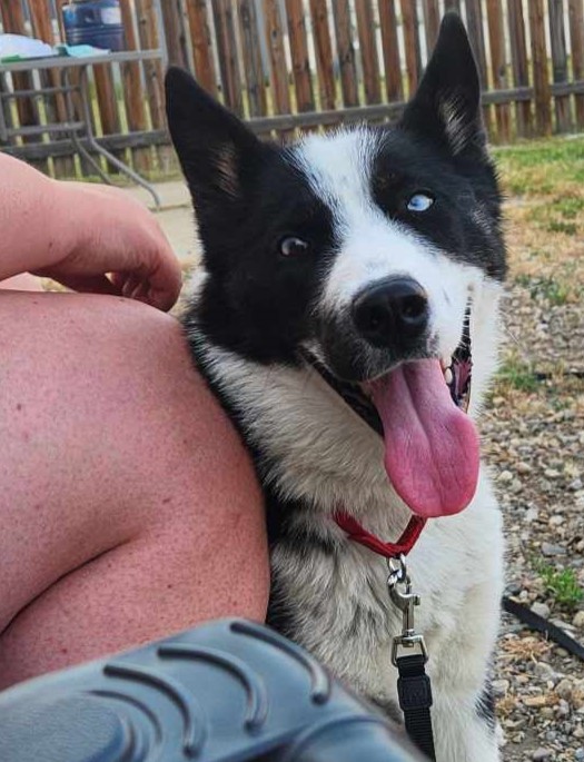 Journey, an adoptable Border Collie in Calgary, AB, T3H 2S8 | Photo Image 3