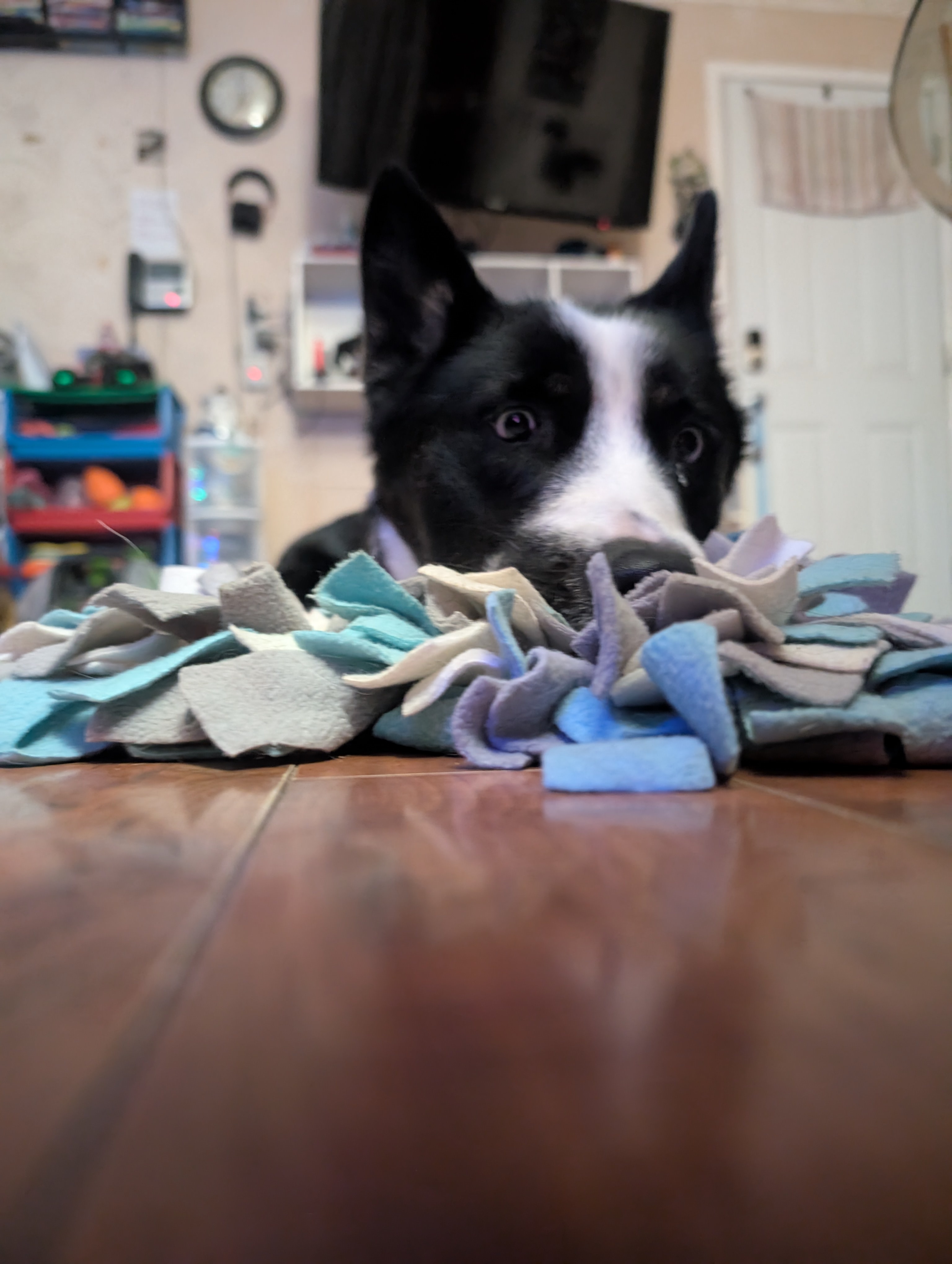 Journey, an adoptable Border Collie in Calgary, AB, T3H 2S8 | Photo Image 4