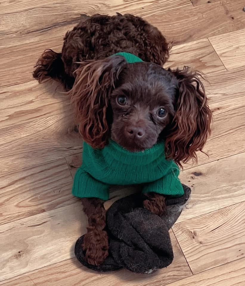 Viggo, an adoptable Miniature Poodle in Calgary, AB, T3H 2S8 | Photo Image 1