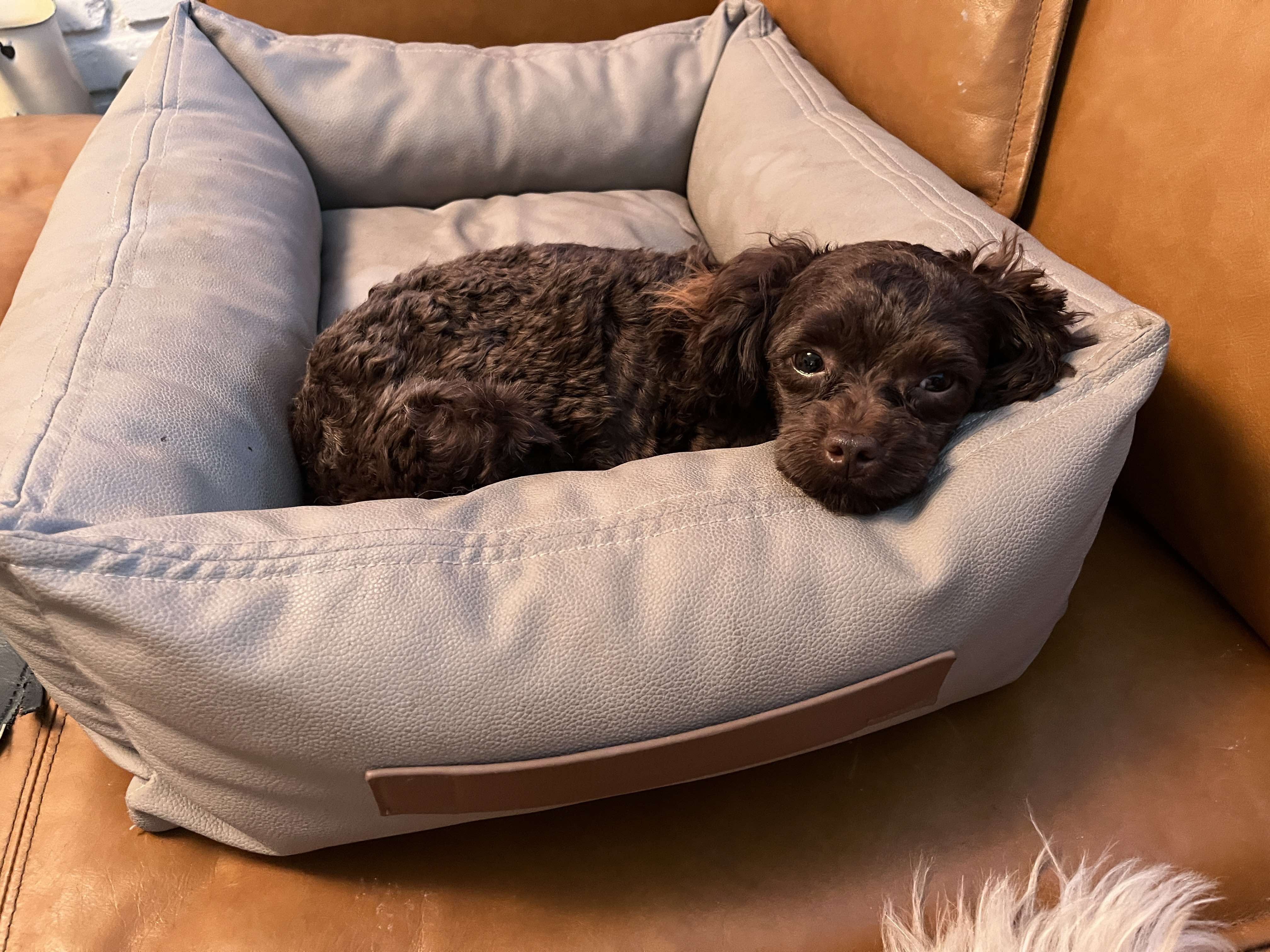 Viggo, an adoptable Miniature Poodle in Calgary, AB, T3H 2S8 | Photo Image 3