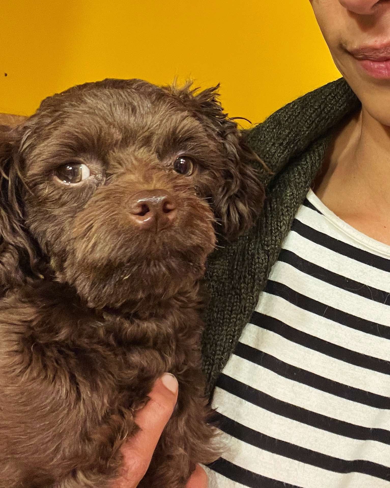 Viggo, an adoptable Miniature Poodle in Calgary, AB, T3H 2S8 | Photo Image 4