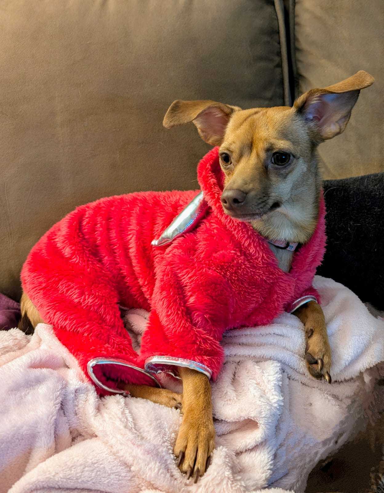 Chica, an adoptable Chihuahua in Calgary, AB, T3H 2S8 | Photo Image 1