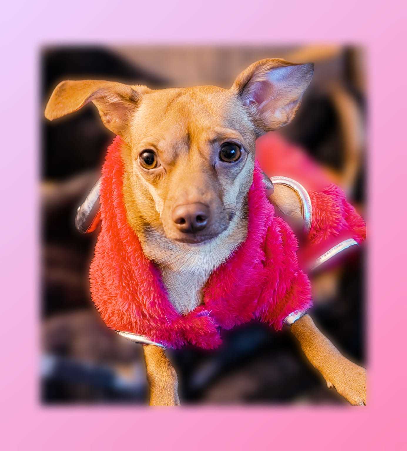 Chica, an adoptable Chihuahua in Calgary, AB, T3H 2S8 | Photo Image 2
