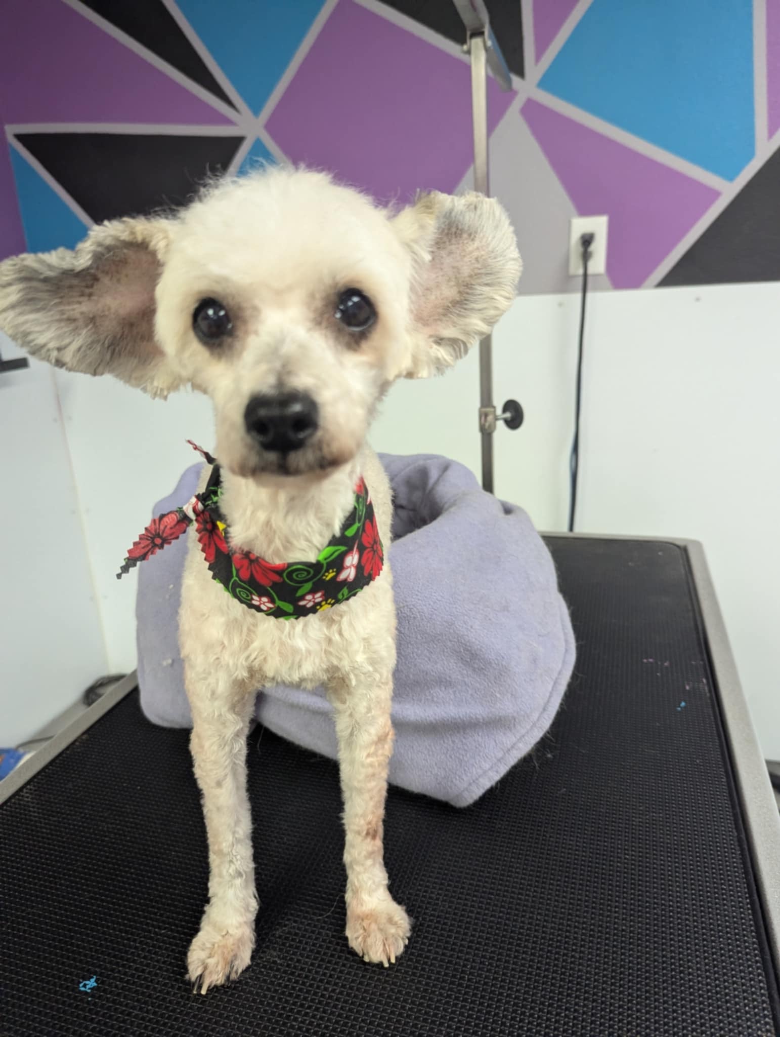 Lili, an adoptable Chinese Crested Dog in Calgary, AB, T3H 2S8 | Photo Image 1