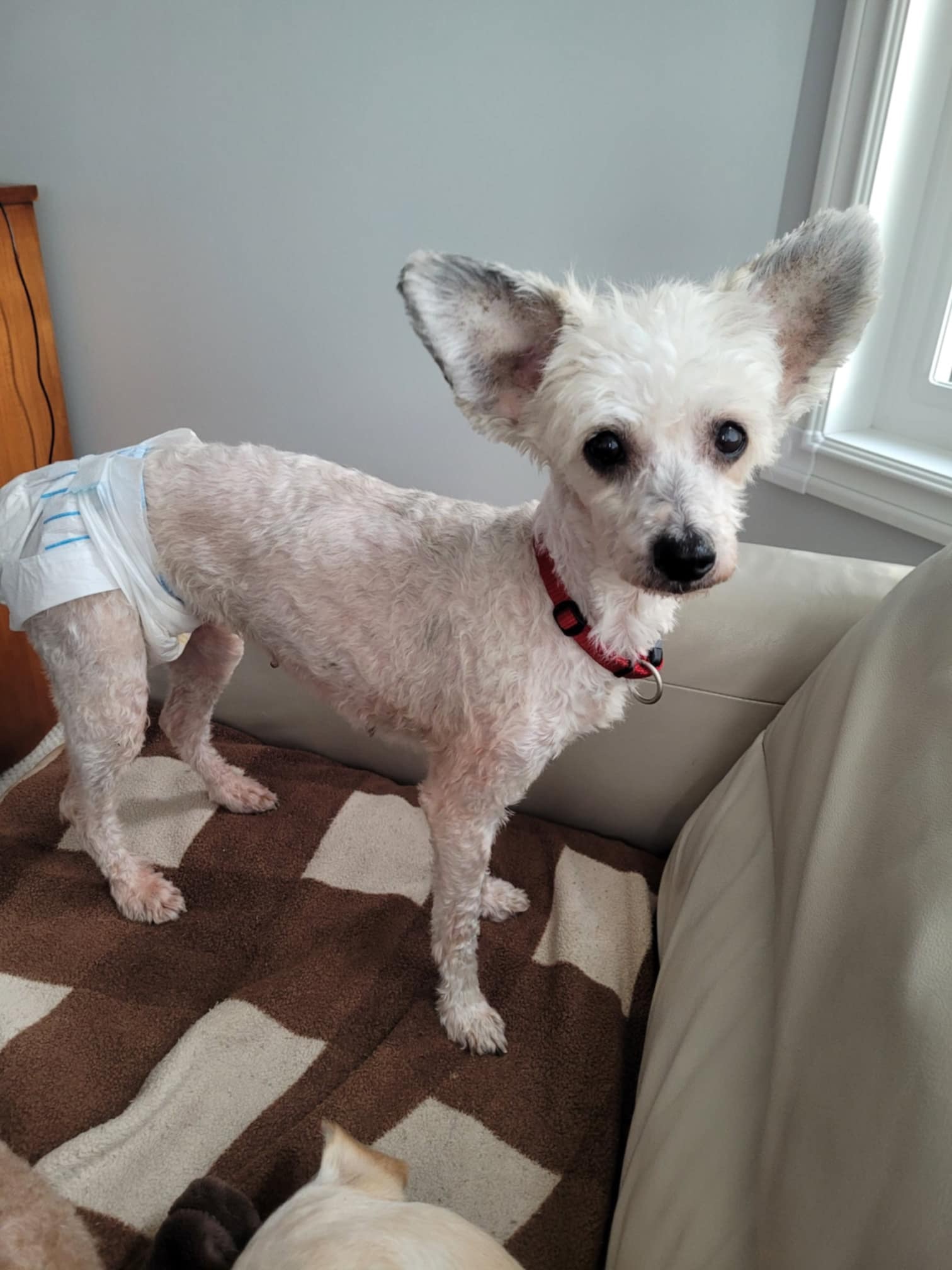 Lili, an adoptable Chinese Crested Dog in Calgary, AB, T3H 2S8 | Photo Image 2