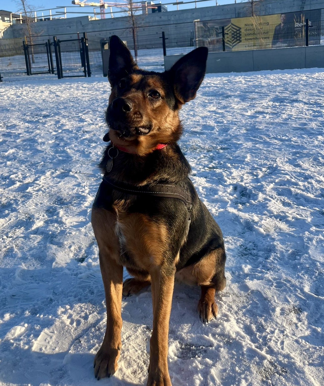 Cassie, an adoptable German Shepherd Dog in Didsbury, AB, T0M 0W0 | Photo Image 1