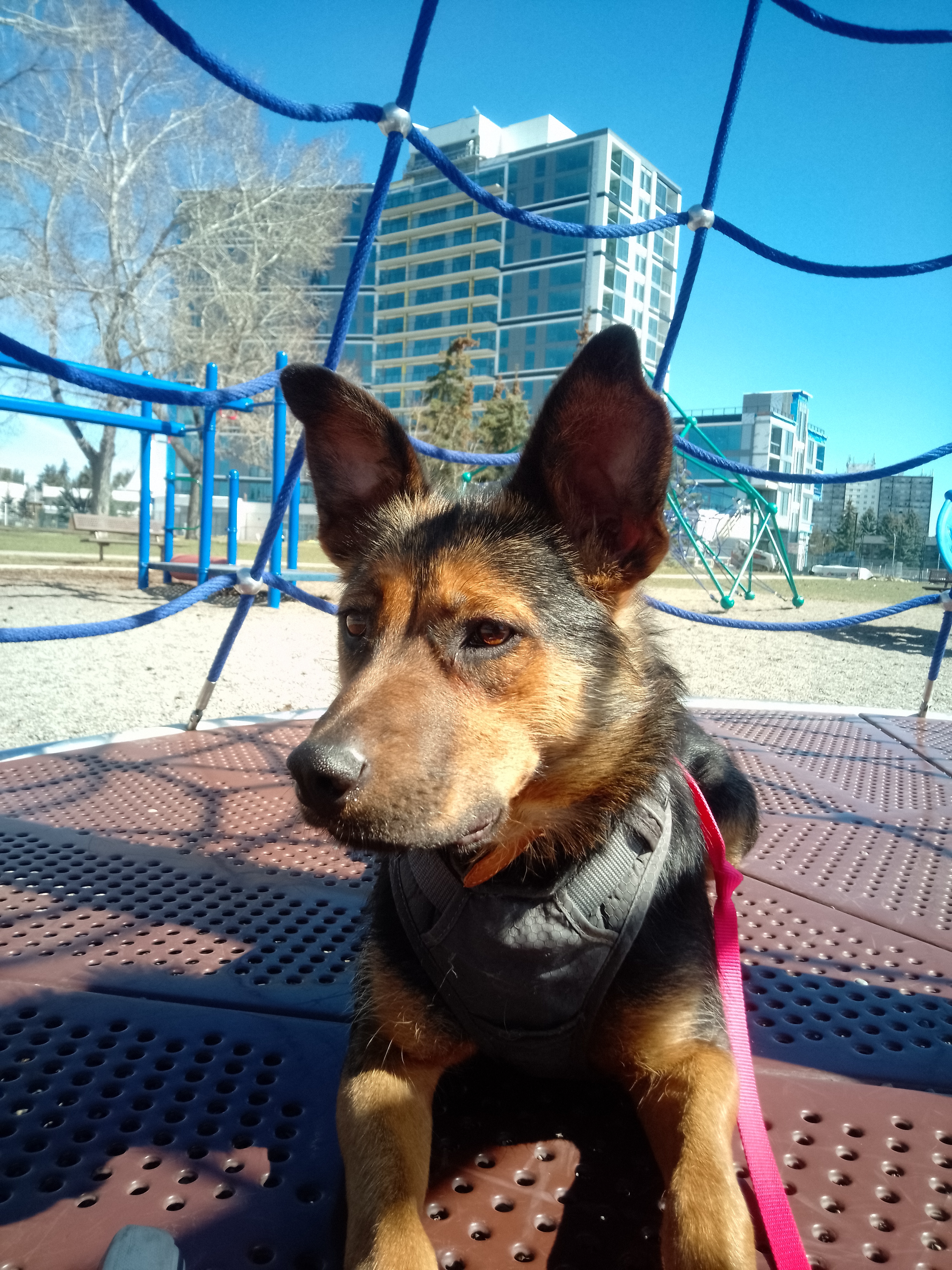 Cassie, an adoptable German Shepherd Dog in Didsbury, AB, T0M 0W0 | Photo Image 2