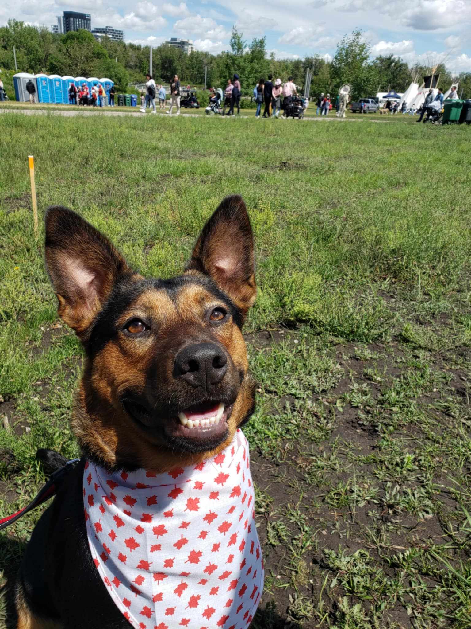 Cassie, an adoptable German Shepherd Dog in Didsbury, AB, T0M 0W0 | Photo Image 3