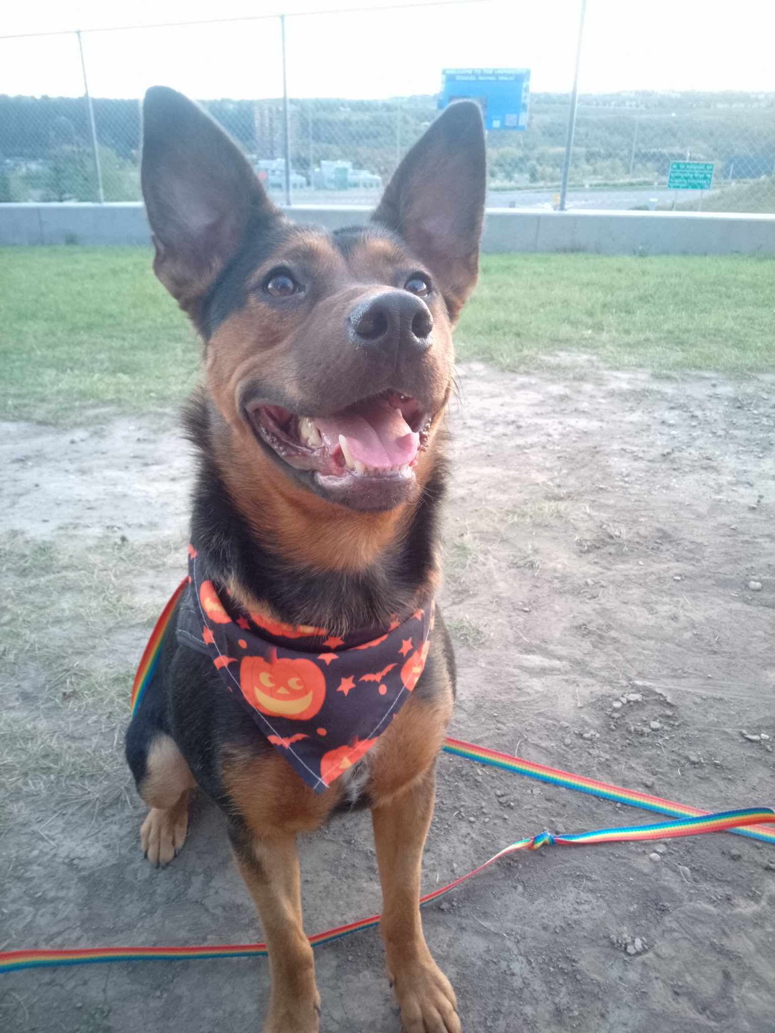 Cassie, an adoptable German Shepherd Dog in Didsbury, AB, T0M 0W0 | Photo Image 4
