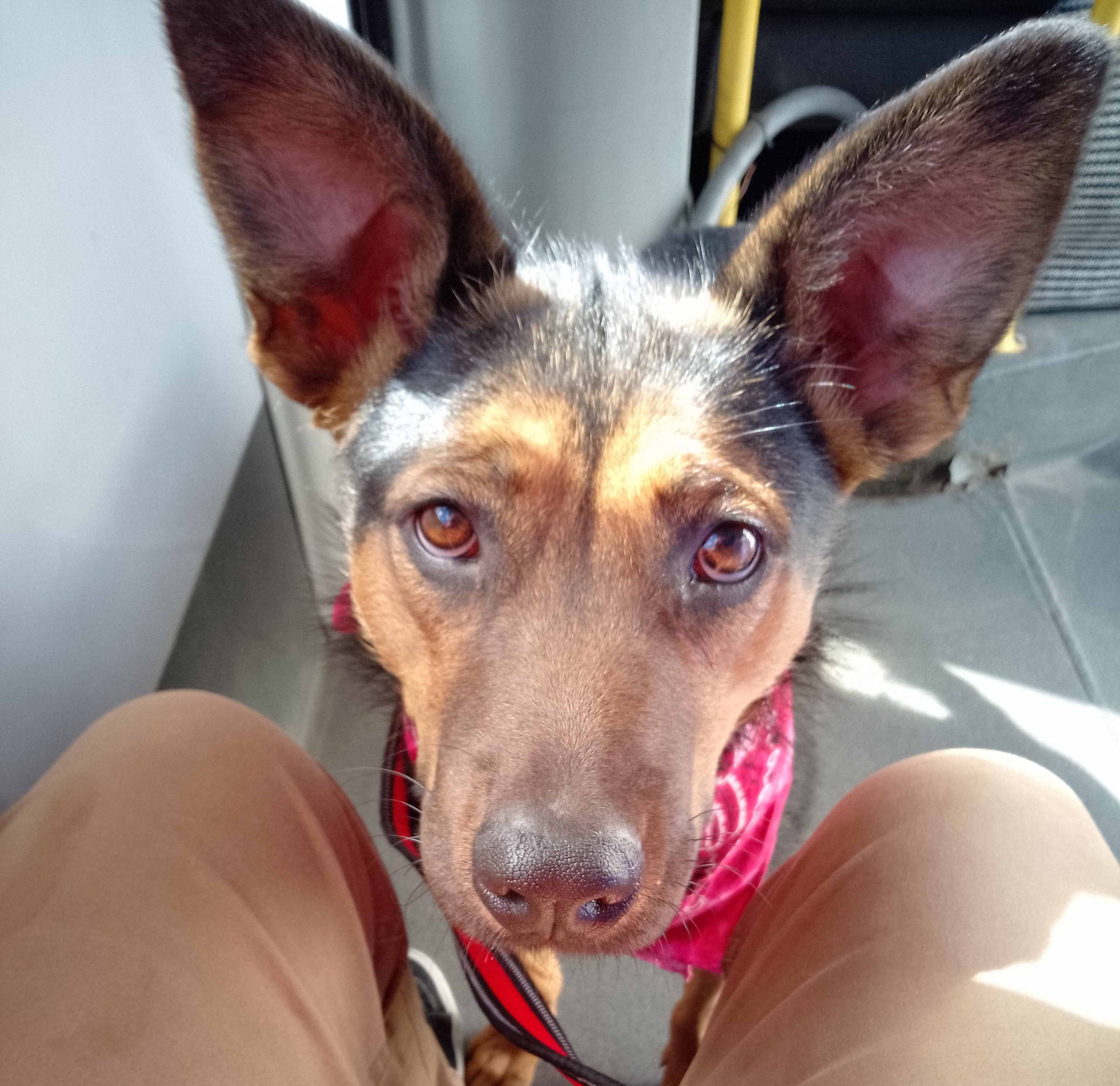 Cassie, an adoptable German Shepherd Dog in Didsbury, AB, T0M 0W0 | Photo Image 5