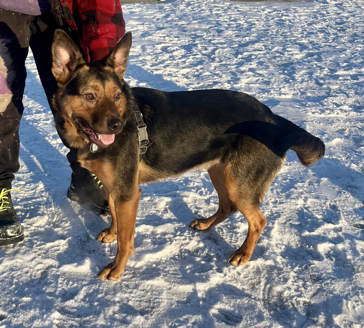 Cassie, an adoptable German Shepherd Dog in Didsbury, AB, T0M 0W0 | Photo Image 6