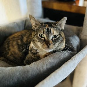 Noni, Young Female Domestic Short Hair