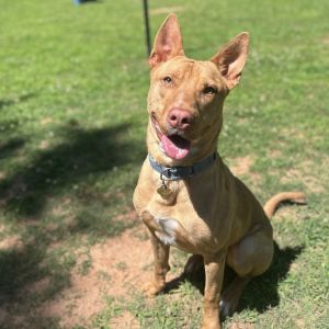 Leroy Brown, Adult Male Mixed Breed