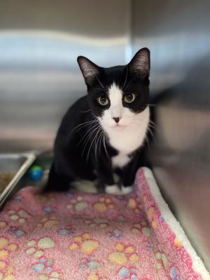 Rose, Young Female Domestic Short Hair