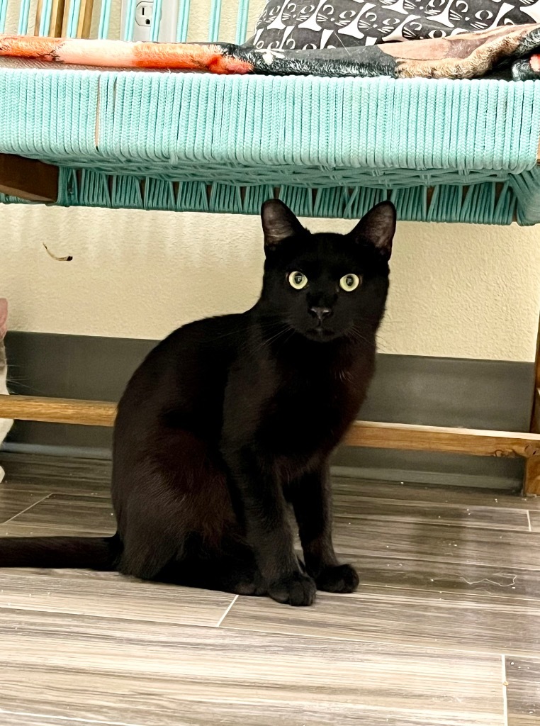 Beau, an adoptable Domestic Short Hair in Las Vegas, NV, 89130 | Photo Image 1