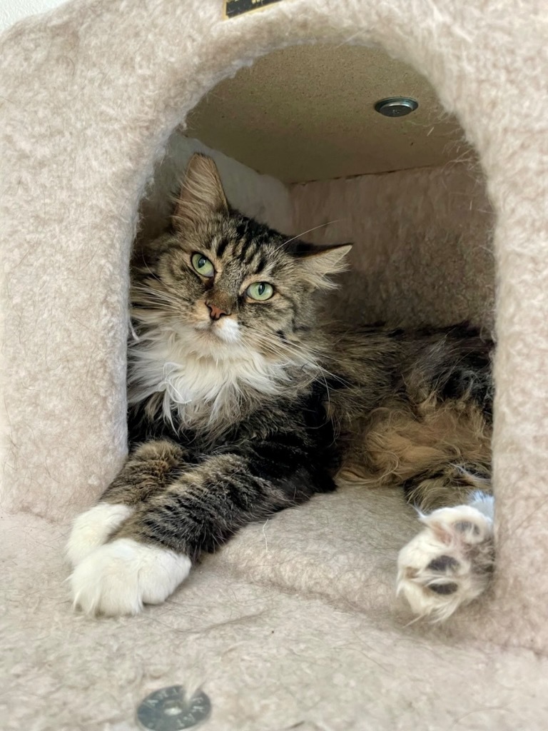 Sunflower, an adoptable Domestic Long Hair in Las Vegas, NV, 89130 | Photo Image 1
