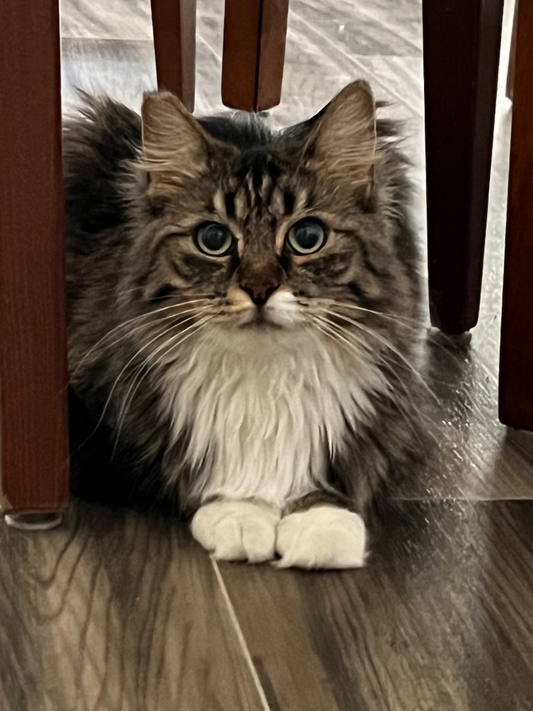 Sunflower, an adoptable Domestic Long Hair in Las Vegas, NV, 89130 | Photo Image 2