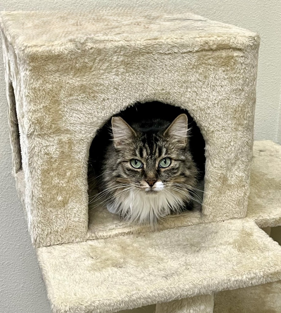Sunflower, an adoptable Domestic Long Hair in Las Vegas, NV, 89130 | Photo Image 3