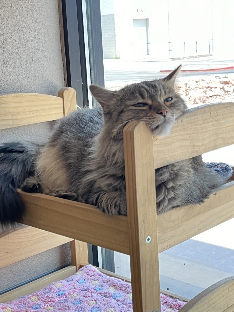 Mimi, an adoptable Domestic Long Hair in Las Vegas, NV, 89130 | Photo Image 5