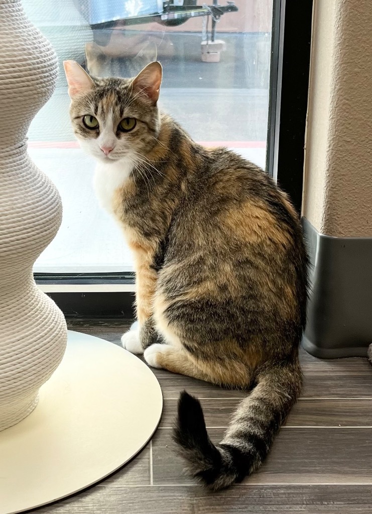 Posie, an adoptable Domestic Short Hair in Las Vegas, NV, 89130 | Photo Image 1