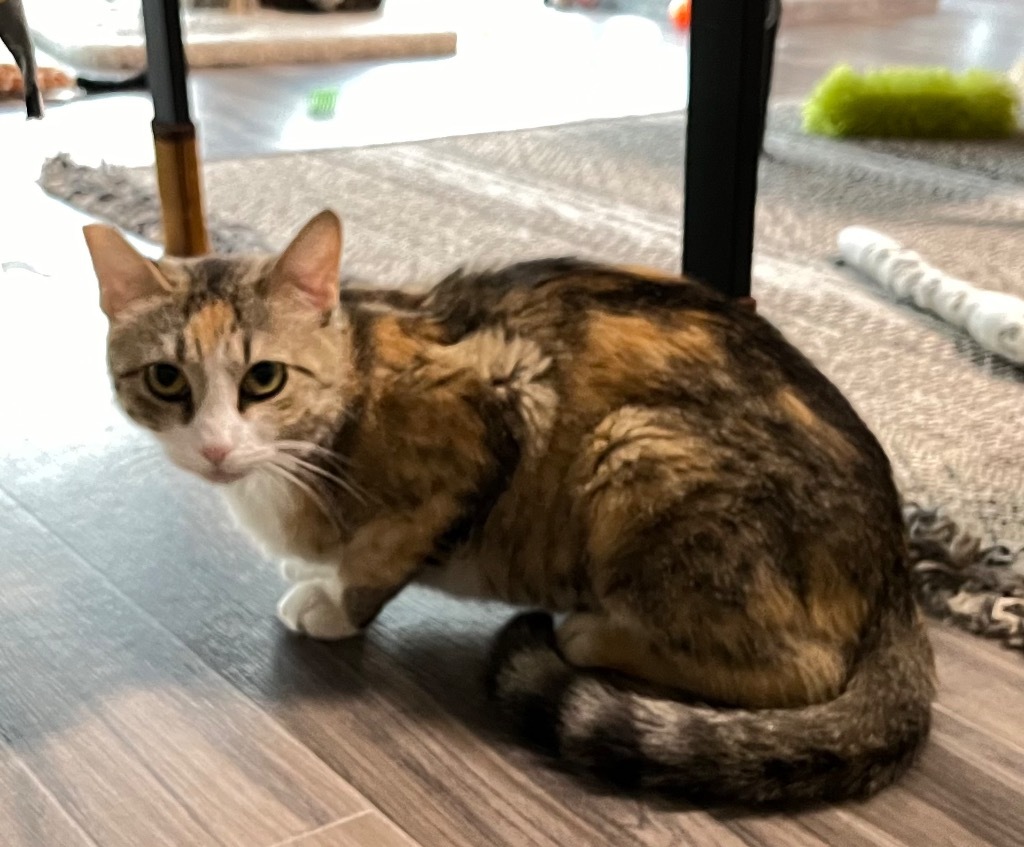 Posie, an adoptable Domestic Short Hair in Las Vegas, NV, 89130 | Photo Image 2