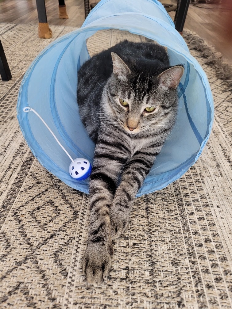 Bear, an adoptable Domestic Short Hair in Las Vegas, NV, 89130 | Photo Image 2