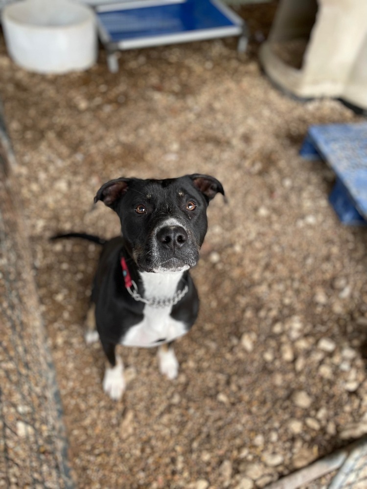 Marionville Pups - kash
